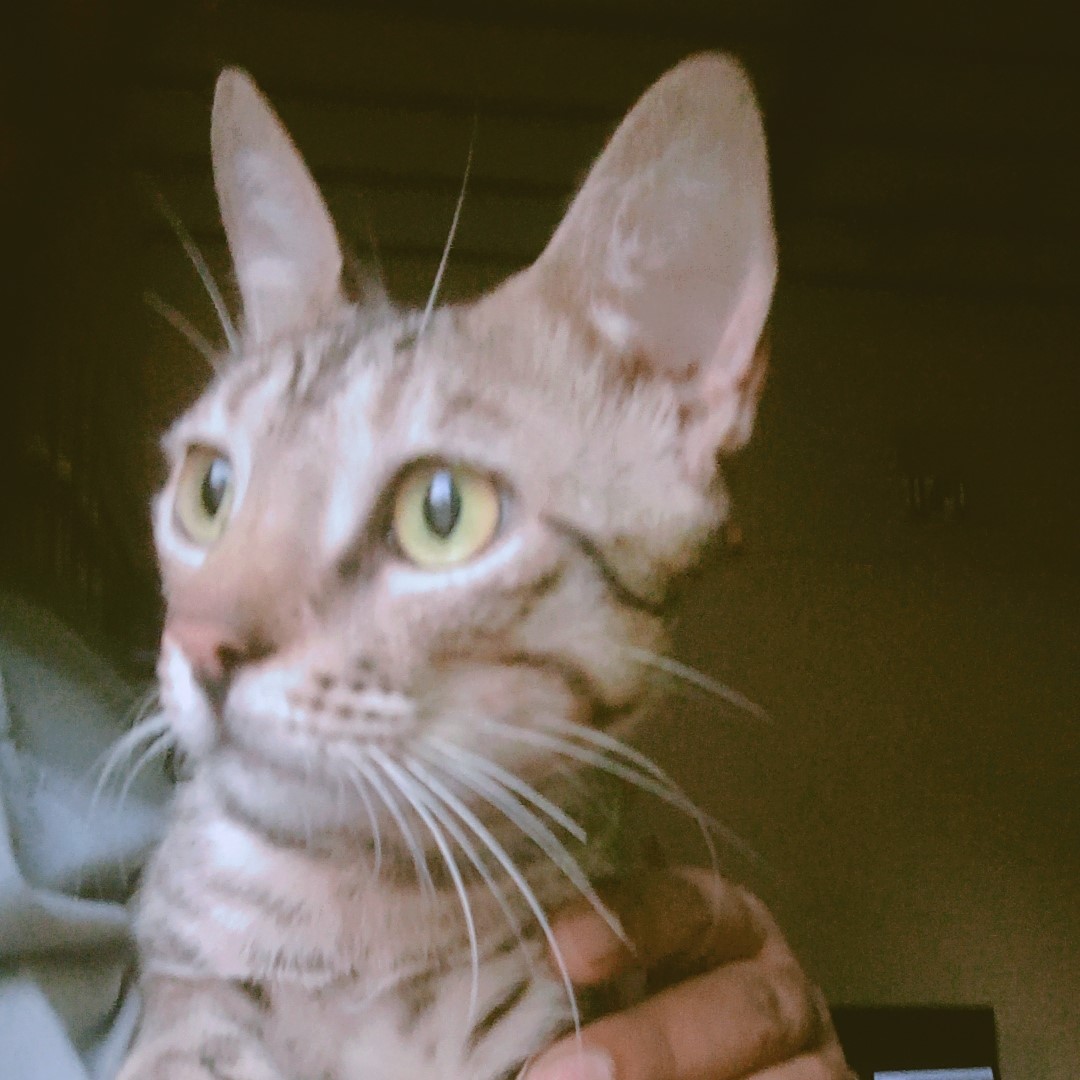 Muhammad Hamza - Working